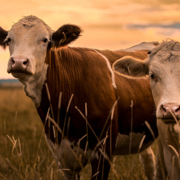Two cows in a grassy field at sunset.